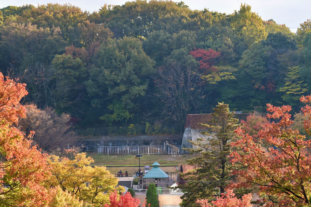 名古屋市東山動植物園 動物園側の紅葉をまたまたご紹介 どこで撮影しているかわかりますか 日々 色合いが変化していきます ご来園の際は 色々な方向で ステキな瞬間を見つけてくださいネ 東山動植物園 アミメキリン スカイタワー 紅葉 名古屋市東山動植物園 動物園側の紅葉をまたまたご紹介 どこで撮影しているかわかりますか 日々 色合いが変化していきます ご来園の際は 色々な方向で ステキな瞬間を見つけてくださいネ 東山動植物園 アミメキリン スカイタワー 紅葉