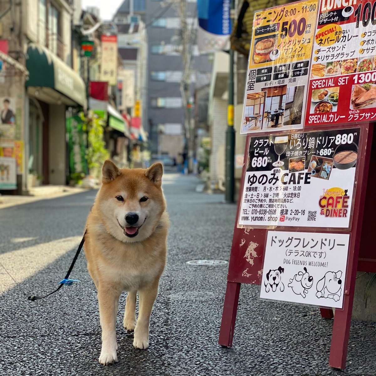 柴犬まる On Twitter Google さんの 近所は宇宙だ に参加してるよ まる達 犬族もウェルカムなお店が近所に無いかな って探していたらあったの Yunomicafe みんなの近くにまる達が行けるお店があったら教えてね まるも遊びに行っちゃうかも 思わずgoogle検索