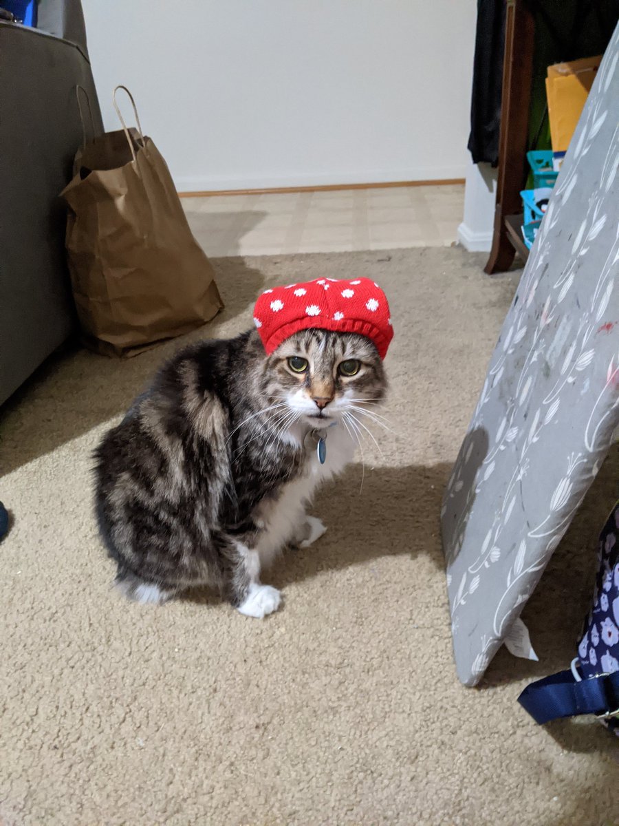 TessaQuits's tweet photo. I'm sad, here's my cat in a hat. https://t.co/pFPLOdrmq1