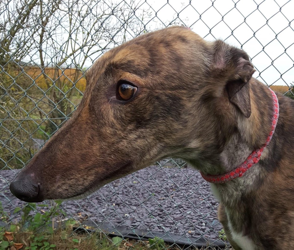 RetGreys_Cbury's tweet photo. We have a new kid on the block 💛welcome Len in finding his new forever home 💛age tbc 💛what a gorgeous boy he is ( more info as we get to know him) but in the mean time if you wish to find out about him please call Brian or Steve on 07783 367032 ( appointment only) 💛 https://t.co/smg8GrR7Q4
