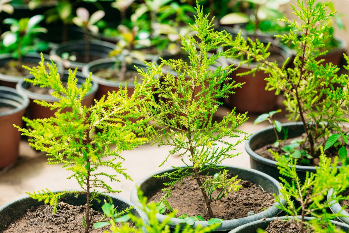 AcresVirtual's tweet photo. Starting a nursery is one of the only businesses where you really can start with zero capital investment. Seeds, cuttings, root divisions can all be found free in great abundance.
Raise 10 or 20 of them and see if you can sell a few.
#Virtualacres
#seedlings
#nursery https://t.co/fjkIWuPiyn