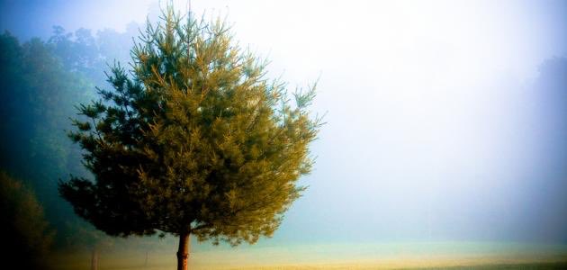 (مقتل زكريا عليه السلام)
لما قتل يحيى ، وسمع أبوه بقتله ، فر هارباً ، فدخل بستاناً عند بيت المقدس ، فيه أشجار ، فأرسل الملك في طلبه ، فمر زكريا بالشجرة ، فنادته : هلمّ إلي يا نبي الله ،