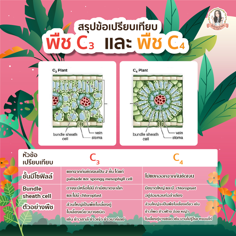 easybioKruFai's tweet photo. #สรุป ข้อเปรียบเทียบ
พืช C3 และ C4 
ฉบับเข้าใจง่ายมากก

ใครที่ยังไม่เข้าใจเรื่องนี้
อ่านจบปุ๊ป เข้าใจปั๊ป!

อ่านละเอียด
> https://t.co/j17Ii5ivqG

⭐️ สำหรับนักเรียนใหม่
กรอก Code : NEWEASYBIO
รับส่วนลด 300 ทันที 
ใช้ได้กับทุกคอร์สในเว็บ !

#dek64 #dek65 #ชีวะครูฝ้าย #TCAS64 #pat2 https://t.co/VAfEHuPnAt