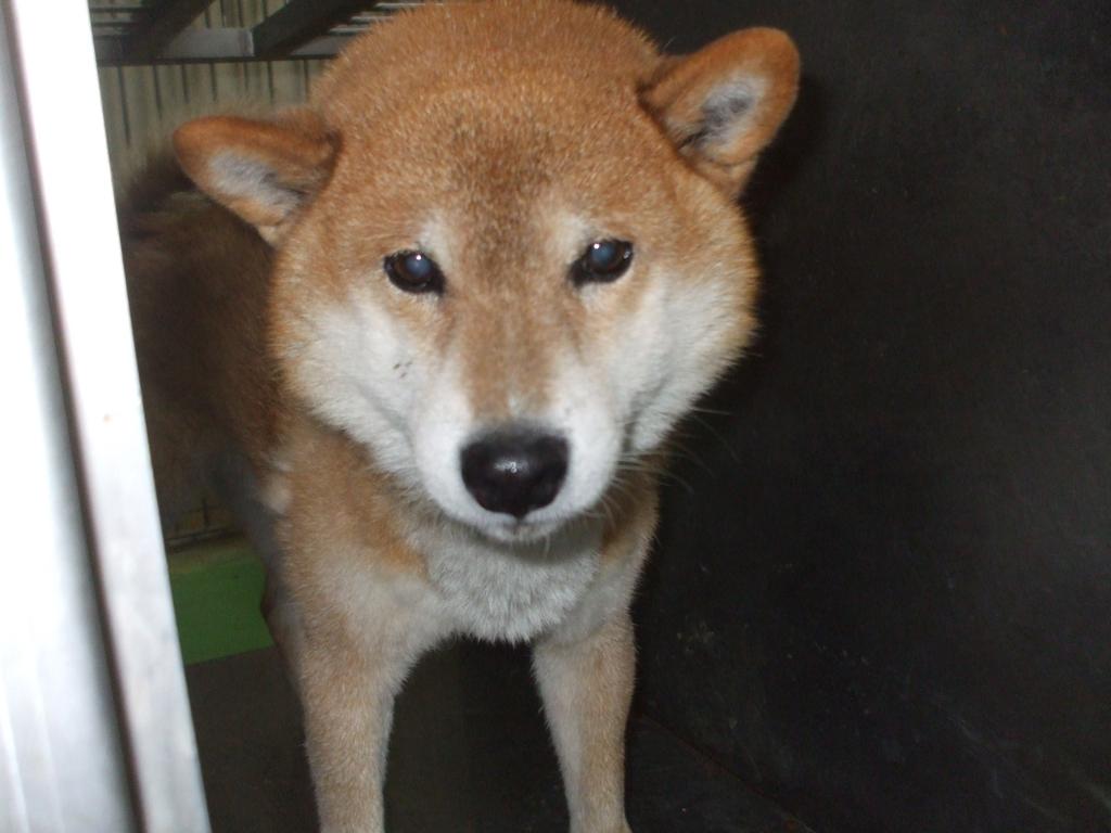 Japanesemichael Jackson 滋賀県動物保護管理協会 迷子犬 性別 男 年齢推定 若 中齡 犬種 柴犬 体格 中 毛色 茶白 収容月日 11 14 保護場所 長浜市馬渡 首輪なし 迷子犬 滋賀県 長浜市 馬渡 柴犬 保健所 犬 T Co