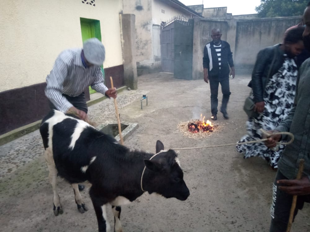 mjohnclaude's tweet photo. Umunsi wejo App Musanze Fan Club yahiguye umuhigo yari yarihaye wo guha Inka umukunzi wayo Bugingo Eulade yari yamuhaye mubukwe bwe bwabaye ku itariki ya 18/8/2020.iki gikorwa kikaba cyari gihagaze amafaranga angana n'ibihumbi 250000 kugura Inka no kwiyakira . https://t.co/yqWL63oKuF