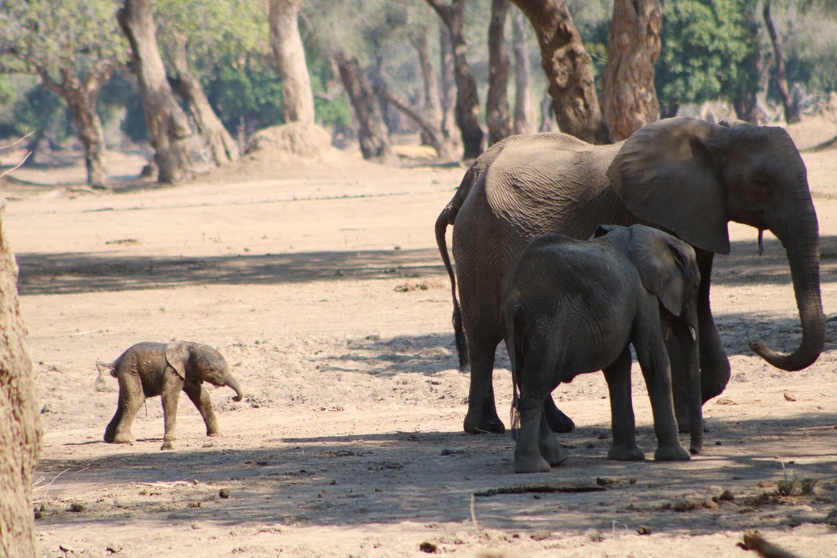 This time of the year because it’s the dry season and the animals move closer to the river for water so many elephants and other animals are found around camp sites near the river, anyway as we had drinks waiting to go to our camp we witnessed an elephant give birth and wow 