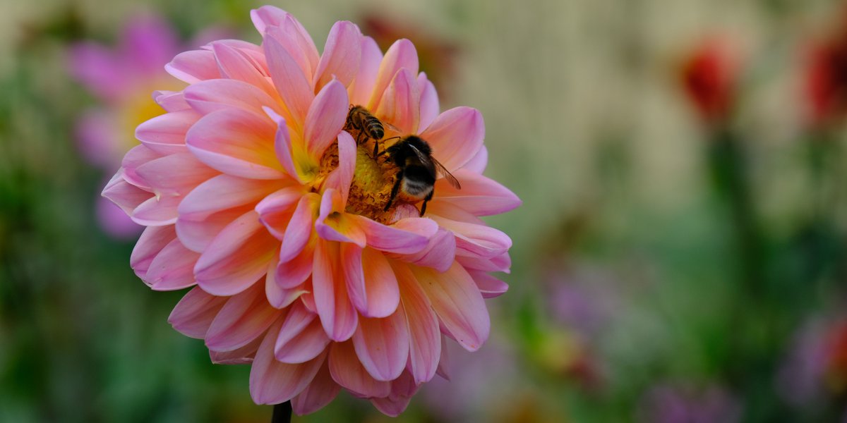Bestäuber-Leistung: Neue Schätzung der #UniHohenheim ergibt, dass der volkswirtschaftliche Nutzen der Bestäubungsarbeit von Tieren, v. a. von Insekten, in Deutschland 3,8 Milliarden Euro, weltweit 1 Billion US-Dollar pro Jahr beträgt. #agrar ow.ly/WDzD50CjIQb