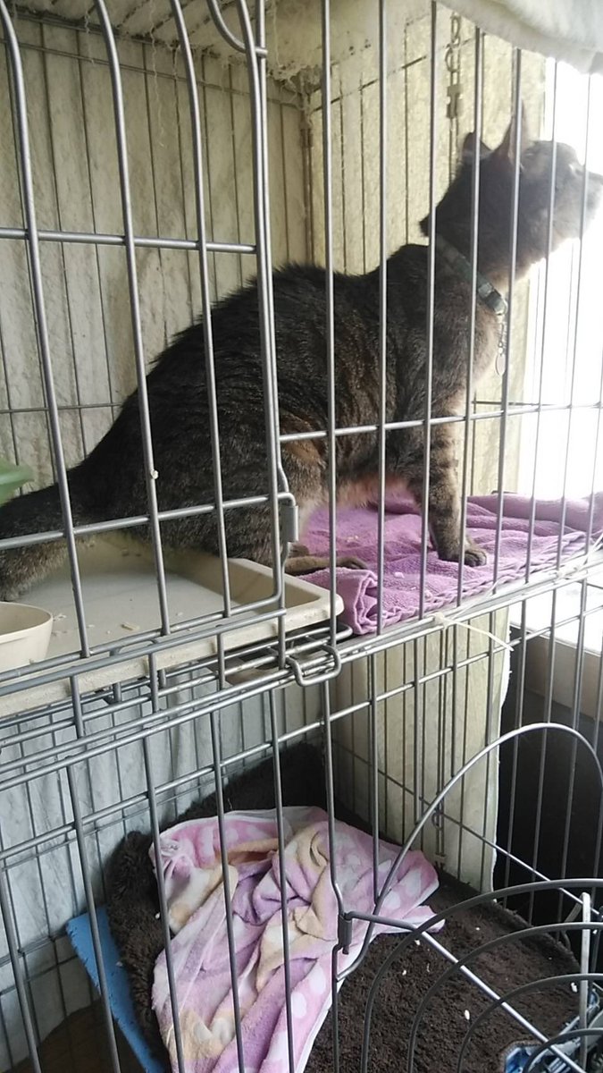 昨晩、巣鴨駅前で猫を保護しました
首輪をつけています
骨格が良いので、オス♂かと思われますが、怒って見せてくれません^_^
爪はきちんと切られてます
飼い主さん、ご連絡お待ちしております＃巣鴨駅#迷子猫＃迷子猫保護