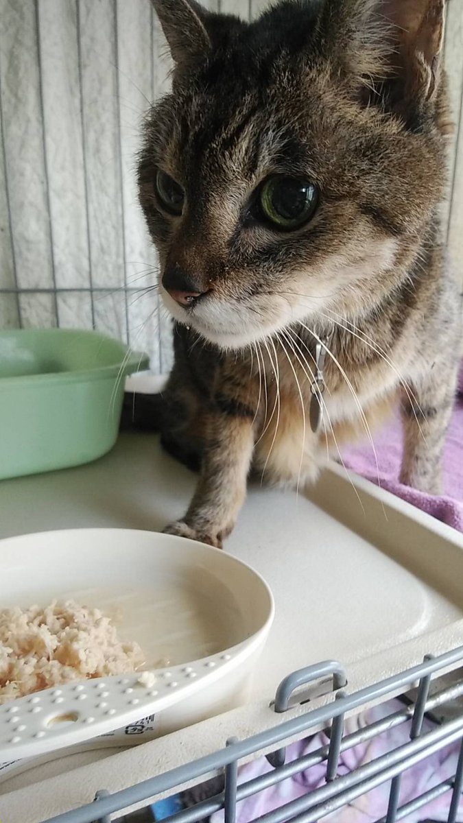 tokyocatseye's tweet photo. 昨晩、巣鴨駅前で猫を保護しました
首輪をつけています
骨格が良いので、オス♂かと思われますが、怒って見せてくれません^_^
爪はきちんと切られてます
飼い主さん、ご連絡お待ちしております＃巣鴨駅#迷子猫＃迷子猫保護 https://t.co/oieYMXExhH