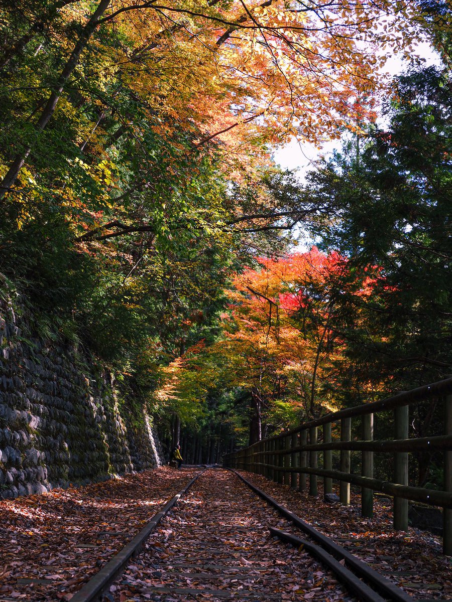 チミコ 井川湖 紅葉 廃線小路 夢の吊橋 コバルトブルーの湖が今年は美しかったですね 往復 あぷとラインに乗り ハイカー気分で歩いた井川 あぷとの時刻に余裕があればもっと歩きたかったな 今年も堪能させてもらいました オクシズ 紅葉 井川湖
