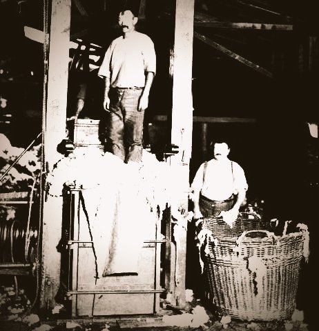 Mary_Shelley's tweet photo. Every farm with a shearin' shed had a story of a child suffocated in a wool press. Always it were on another farm though, always twenty-so year back, always were they never could think of the names

- Alf Dunnock, #Hookland Rural History Project, 1978

 #HRHP @HooklandGuide https://t.co/MscN1iLnhy