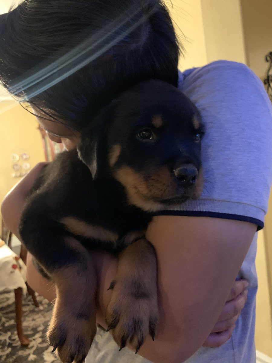lilhjohnson's tweet photo. So, we got a puppy 🥺 https://t.co/2NvqLpf8dH