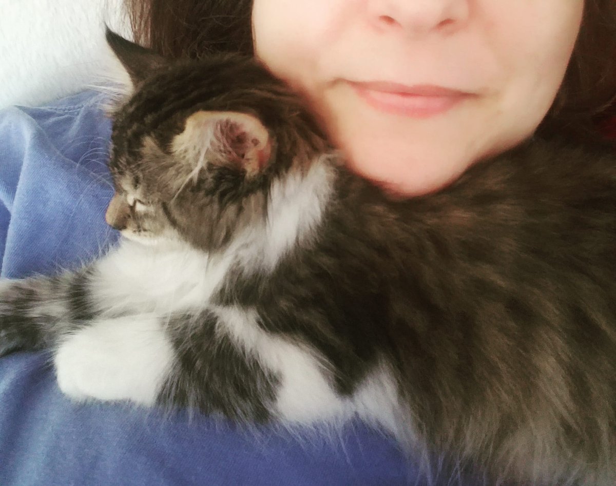 SPO1966's tweet photo. #mycuddlebug #kittensoftwitter #mainecoonkittensoftwitter #CatsOfTwitter https://t.co/yHbDItbhtU