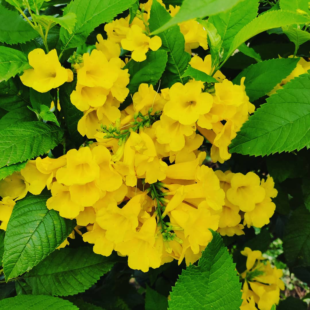 VENKATESHTK9's tweet photo. Yellow 💛 *The color of Happiness, Enlightenment and Creativity and much more.* ✨☘️ https://t.co/OjIbhT6zDD