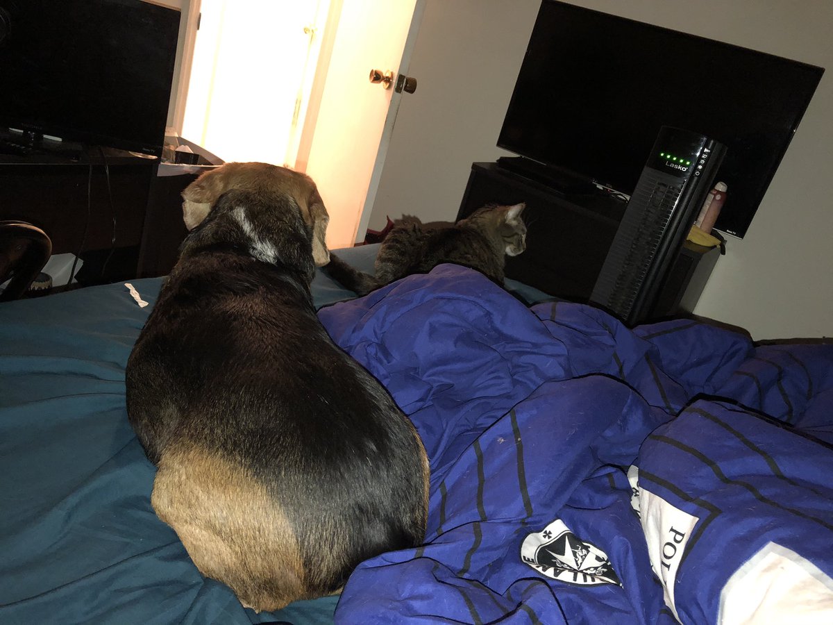 briarbyhart's tweet photo. I have such good babies with me. :’3 #Bean #MrCapaldi #beagle #beaglesoftwitter #catsoftwitter #tabby #mackereltabby #tabbiesoftwitter https://t.co/okkF5mxNg8
