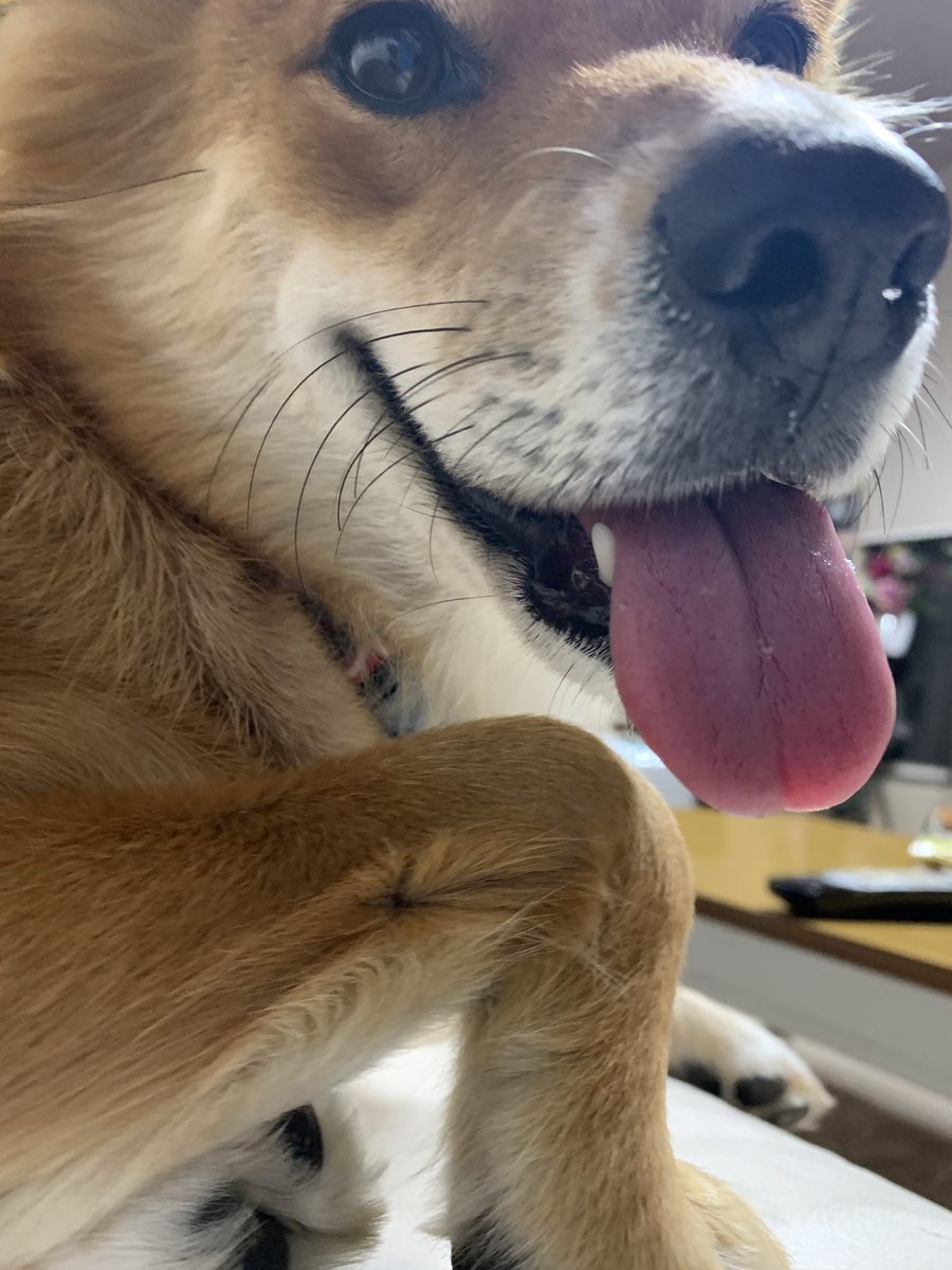 保護犬ラテ ラテが家族になって254日目 こ んなカワイイ顔してるけど ラテのお腹の皮膚は黒い その黒い一部がなぜかピンクでカワイイ 避妊手術後で毛が少ない今しか見れない