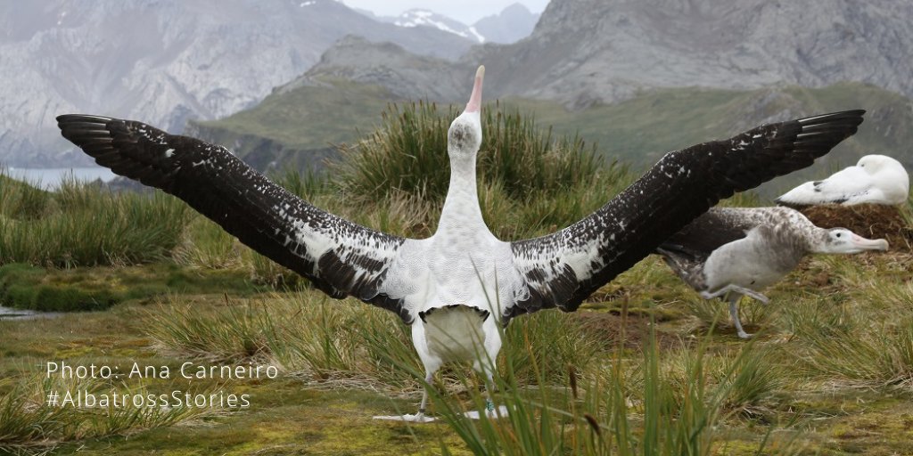 Albatross Task Force tweet media