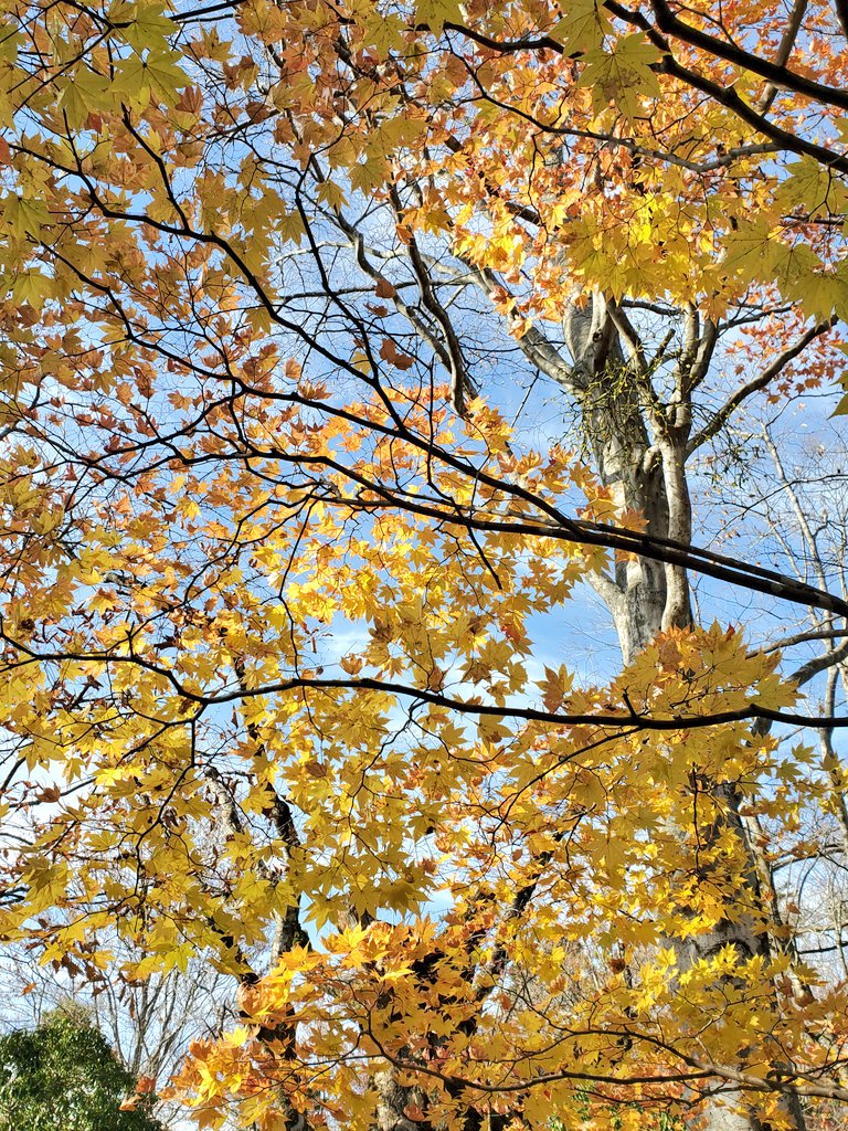 定義山行ってきたぁ。
紅葉のピーク過ぎてきたけど
まだ見頃で…
定義とうふ店の油揚げと
はやとみさんのやきめしとうどんがすっごく美味しくて…
門前の焼き団子ときゅうり漬けも
美味しくてしあわせの通り道だった(笑)
お土産屋さんの漬け物もめちゃくちゃ美味しそうだった！(食べ物ばっかり)