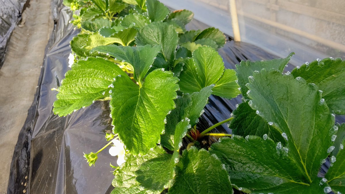 高田いちご園 薬散と共にcaの葉面散布 すると午後には 葉に白い跡 夏頃 葉面散布の是非が話題でしたが 私は効果あると思います 高田いちご園 薬散と共にcaの葉面散布 すると午後には 葉に白い跡 夏頃 葉面散布の是非が話題でしたが 私は効果あると思います