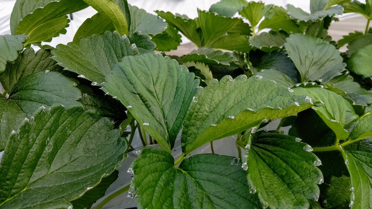 高田いちご園 薬散と共にcaの葉面散布 すると午後には 葉に白い跡 夏頃 葉面散布の是非が話題でしたが 私は効果あると思います 高田いちご園 薬散と共にcaの葉面散布 すると午後には 葉に白い跡 夏頃 葉面散布の是非が話題でしたが 私は効果あると思います