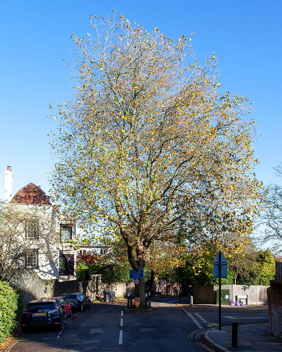 TheStreetTree's tweet photo. Am I alone in particularly admiring road-blocking trees like this solitary London Plane (Platanus x hispanica) in the middle of Jacksons Lane in Highgate? They're great at slowing the traffic and just by being in the middle of the road, they somehow force us to look more closely. https://t.co/wTbZM1CvCd