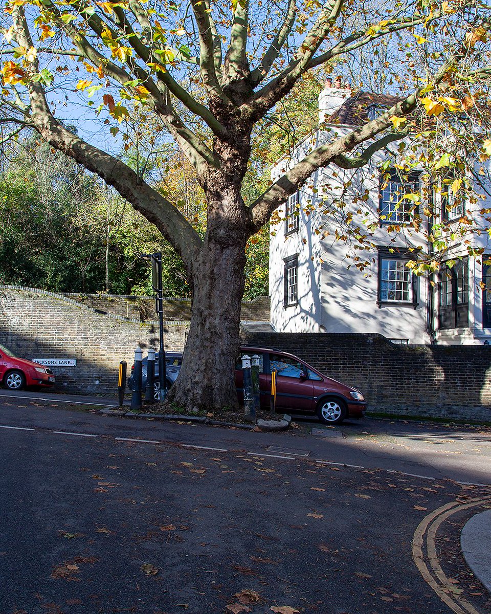 TheStreetTree's tweet photo. Am I alone in particularly admiring road-blocking trees like this solitary London Plane (Platanus x hispanica) in the middle of Jacksons Lane in Highgate? They're great at slowing the traffic and just by being in the middle of the road, they somehow force us to look more closely. https://t.co/wTbZM1CvCd