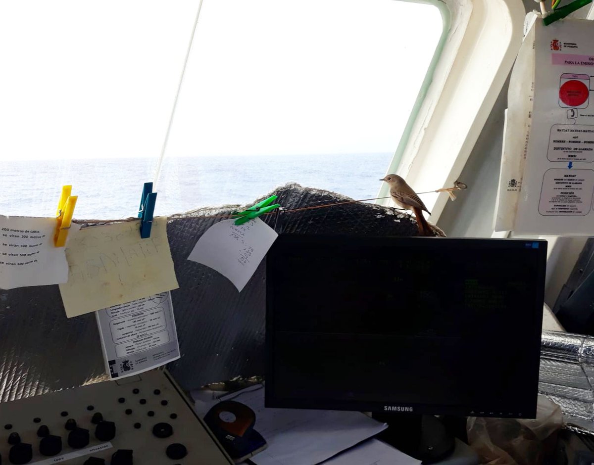 PescaXabia's tweet photo. La gent que veniu a conèixer la nostra feina no sou els únics que embarqueu, també tenim de quan en quan altres visitants com esta confiada cua-rogeta que ens acompanya al pont en un viatge no sabem des d'on ni fins a on. Li haurem semblat bon lloc per descansar al mig de la mar? https://t.co/Kz6ammUpL5