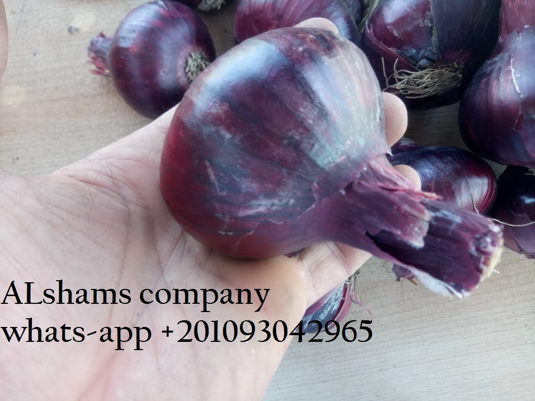 shams_company's tweet photo. #food #vegetables #red_onions #onions https://t.co/Nt9kihgNat