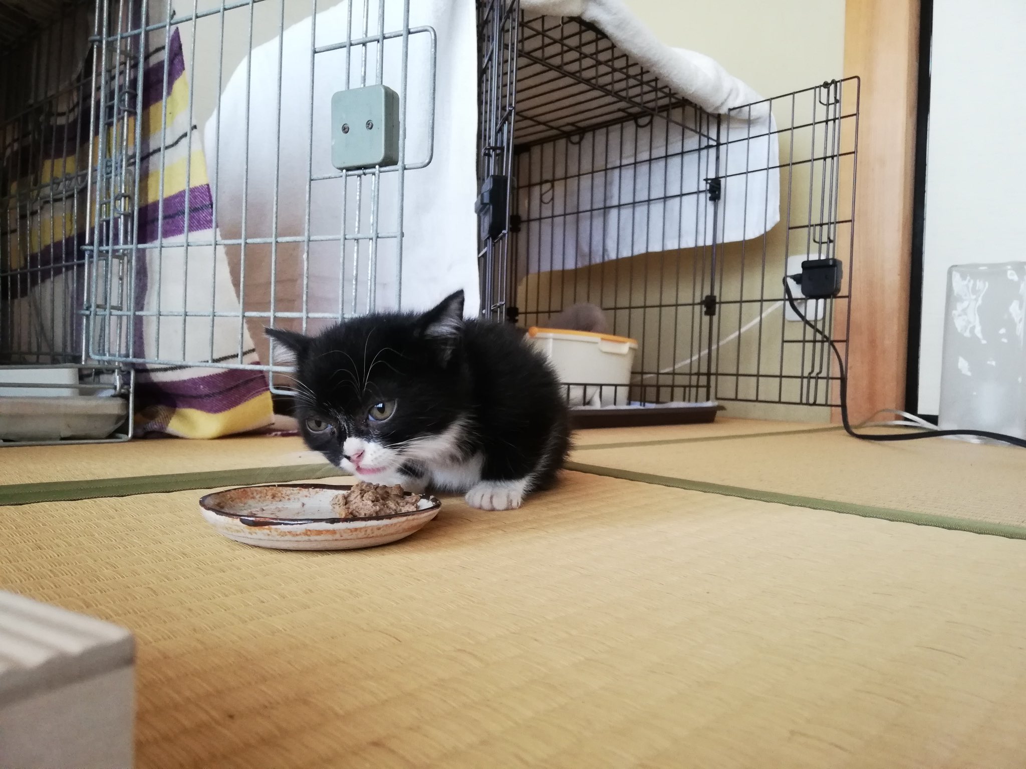もんたの日常 実話 Aさん 私猫大好きなんですよー もんたくん可愛い ペットショップで買われたんですか なんていう種類なんですかぁ 僕 保護された猫で雑種です Aさん へぇ ちゃんとした猫じゃないんですね 僕 ん