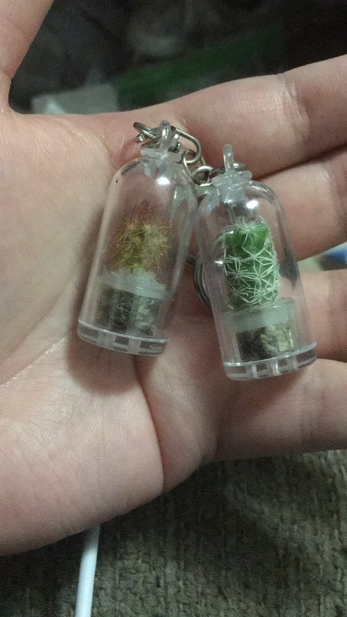 //if anyone idk wants real live cactus keychains that even /I/ have managed not to kill, this is where I got them

💰 Look what I found on Wish for a great price!

dl.wish.com/7AaUf