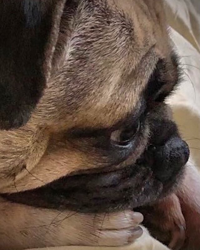 “Thinking..thinking..thinking...” 💭
-Max

#max #pug #dog #thoughts #thinking #thinkverylittle #think #lostinthought #lostplaces #daydream #daydreaming #puglife #doglife #doggo #doglover #love #loveyou #hugs #kisses #zen #loveyoutothemoonandback 💋