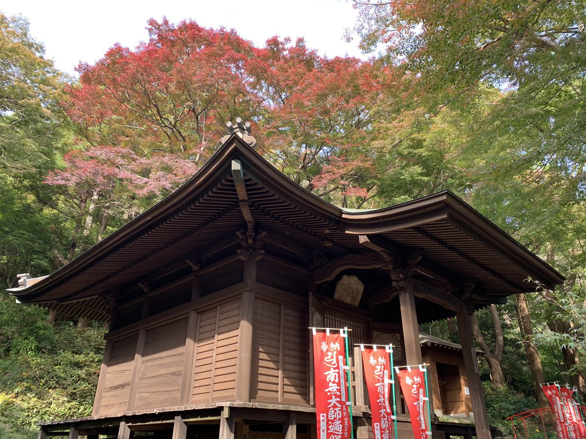 豊橋のもみじ寺 普門寺 公式 豊橋 湖西 豊川の永代供養 樹木葬 納骨堂 寺葬 ペット供養 御朱印 普門寺 紅葉情報 色付き始めました 秋に咲く珍しい桜 ヒマラヤザクラ 3部咲き 仁王門横 普門寺は 愛知県で一番遅く紅葉を楽しめる