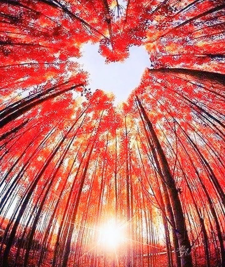 __"Planta tus propios jardines y decora tu propia alma,en lugar 
de esperar a que alguien 
te traiga flores" 
  ~ J.L Borges ✒ 📚

#BuenosDiasATodos
#FelizSemana #Borges 
#Loveyourself