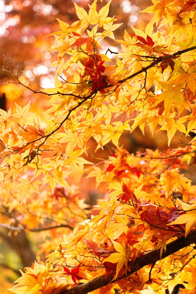 haruxx77's tweet photo. 綺麗だった、縦写真

 #photography #紅葉 https://t.co/aNJopbNGaN