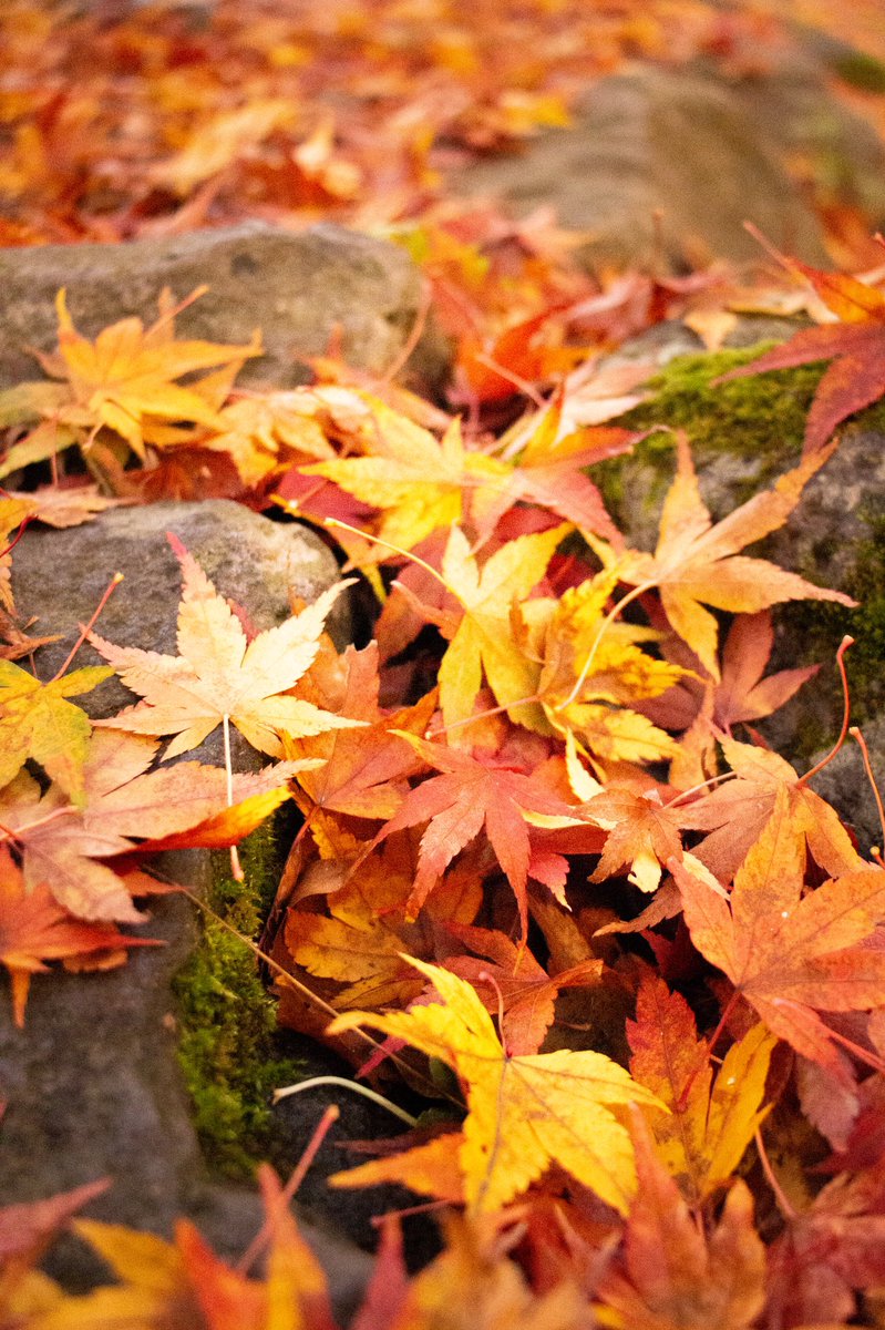 haruxx77's tweet photo. 綺麗だった、縦写真

 #photography #紅葉 https://t.co/aNJopbNGaN