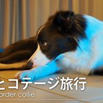 ボーダーコリーとの暮らしのツイート画像