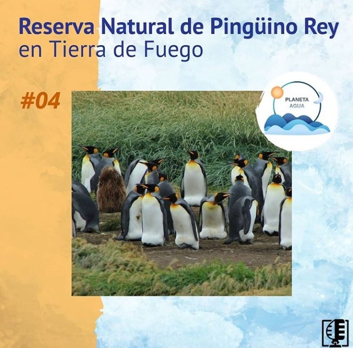💧episodio 04: reserva natural de pingüino rey💧

¡Ay, ay, ay, lo que nos gusta viajar! ✈ ¡Al menos con los cascos 🎧puestos! 

Esta vez nos vamos hasta el Archipiélago de Tierra de Fuego, Chile para descubrir una reserva de pingüinos rey @rpinguinorey.