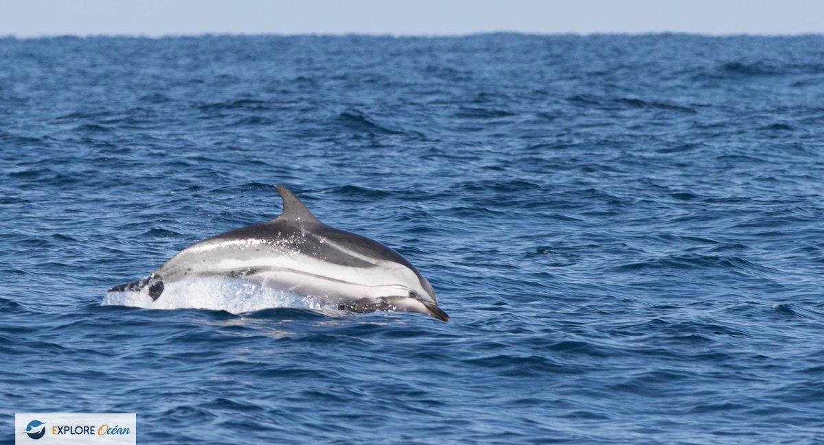 Explore_Ocean's tweet image. Octobre 2020: nous avons rencontrés nos confrères espagnols de VERBALLENAS.COM. Moment d'échange et de partage sur les espèces présentes en Biscaye. Hâte de les recevoir à bord d'Atalaya et pourquoi pas mettre en place des projets communs.
Merci encore à toute l'équipe