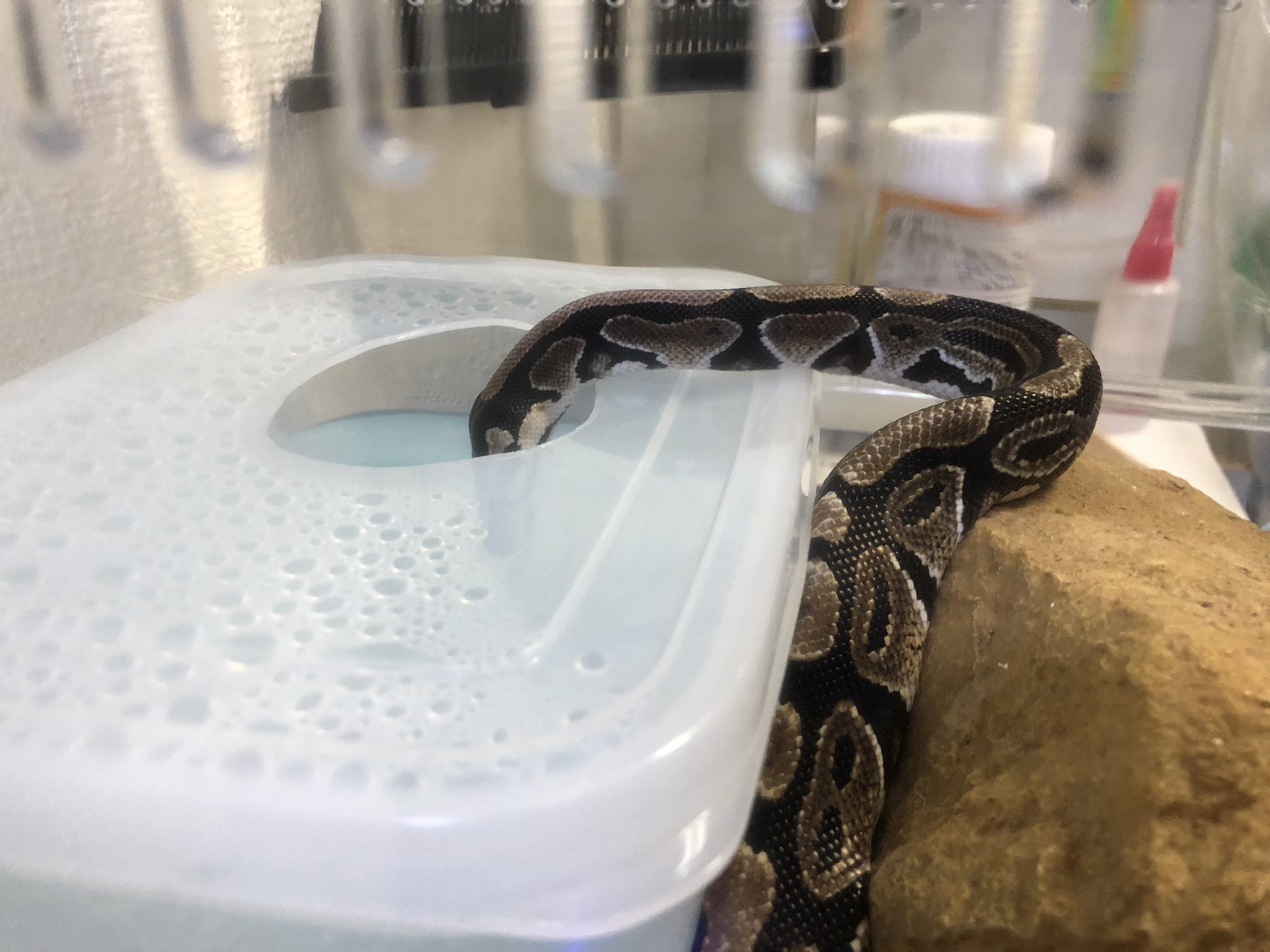 らん お水美味しい とても可愛いいがもち ボールパイソン ボールニシキヘビ ロイヤルパイソン 蛇 蛇好きと繋がりたい T Co Dqkwxleo6p Twitter
