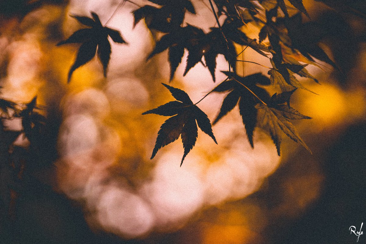 jwryle's tweet photo. maple leaf🍁

#sony #a7c 
#sony85mm18 #sel85f18
#神戸カメラ部
#関西カメラ部 #curbon写真部 
#写真好きな人と繋がりたい 
#ファインダー越しの私の世界
#紅葉 https://t.co/zRnEvhNWJp