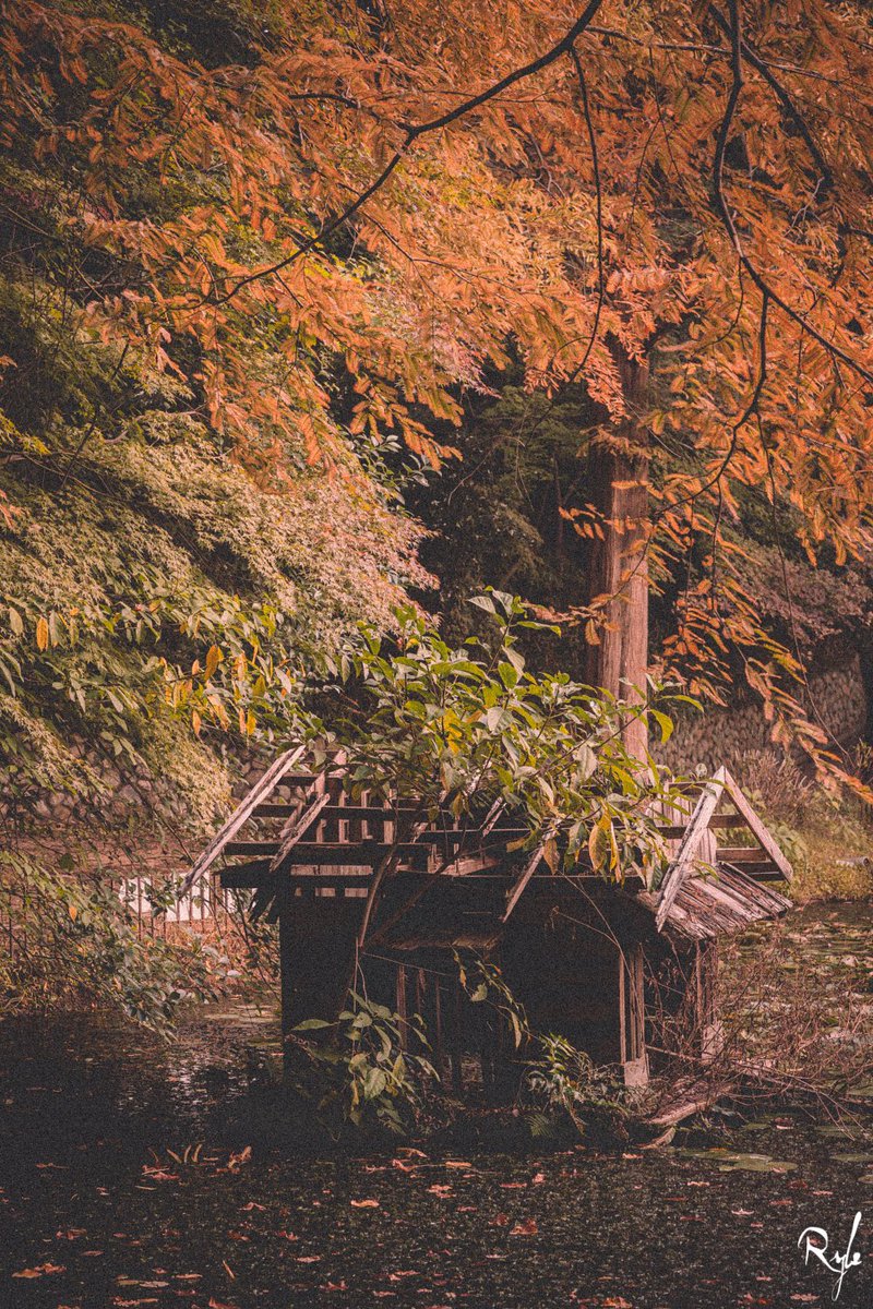 jwryle's tweet photo. maple leaf🍁

#sony #a7c 
#sony85mm18 #sel85f18
#神戸カメラ部
#関西カメラ部 #curbon写真部 
#写真好きな人と繋がりたい 
#ファインダー越しの私の世界
#紅葉 https://t.co/zRnEvhNWJp