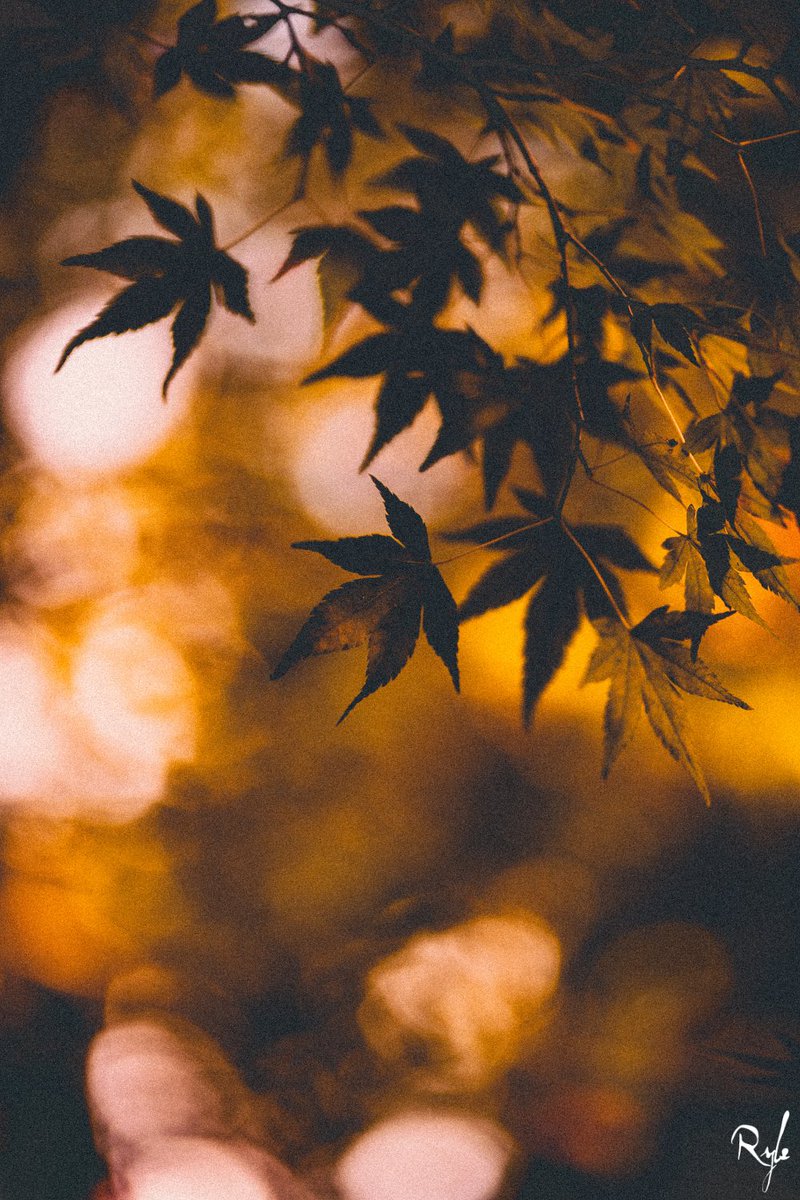 jwryle's tweet photo. maple leaf🍁

#sony #a7c 
#sony85mm18 #sel85f18
#神戸カメラ部
#関西カメラ部 #curbon写真部 
#写真好きな人と繋がりたい 
#ファインダー越しの私の世界
#紅葉 https://t.co/zRnEvhNWJp