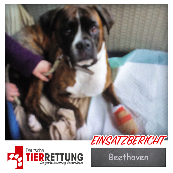 DtTierrettung's tweet photo. Tierrettung Einsatz: Beethoven in Gelsenkirchen - https://t.co/eEe8gCQynF https://t.co/kY2PJDjAa5