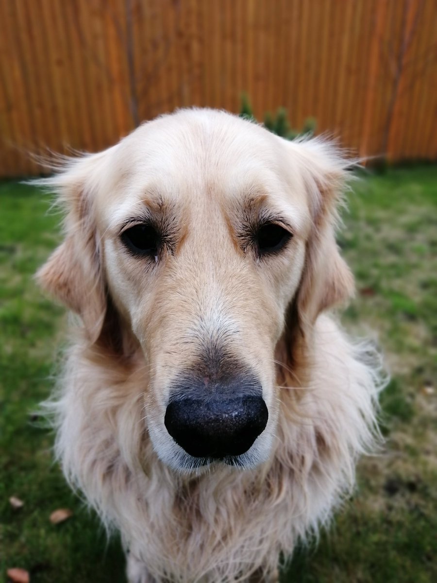 WilfandErnie's tweet photo. 'A friend is one of the nicest things you can have, and one of the best things you can be' Winnie the Pooh. Let's be kind to ourselves and each other ❤️😘 #bemorepooh #KindnessMatters #kind #mondaythoughts #dogsoftwitter #GoldenRetriever #GRC https://t.co/JLc6lvMUEe