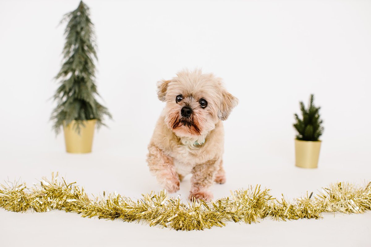 Pet  https://bookappointmentjesslowe.as.me/pet&nbsp;