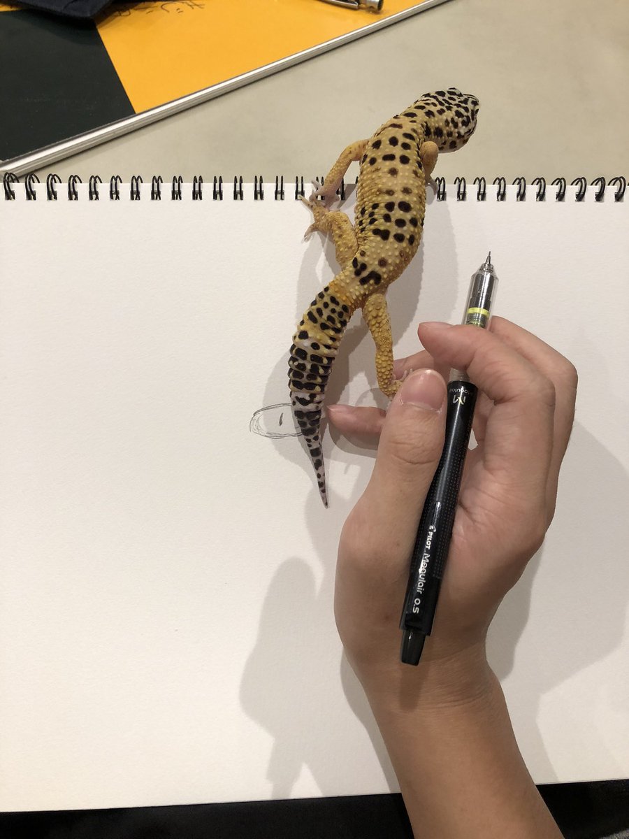 keny_12386's tweet photo. お絵描きじゃまする子🦎💨✨

 #レオパードゲッコー https://t.co/NsWcCgQssD