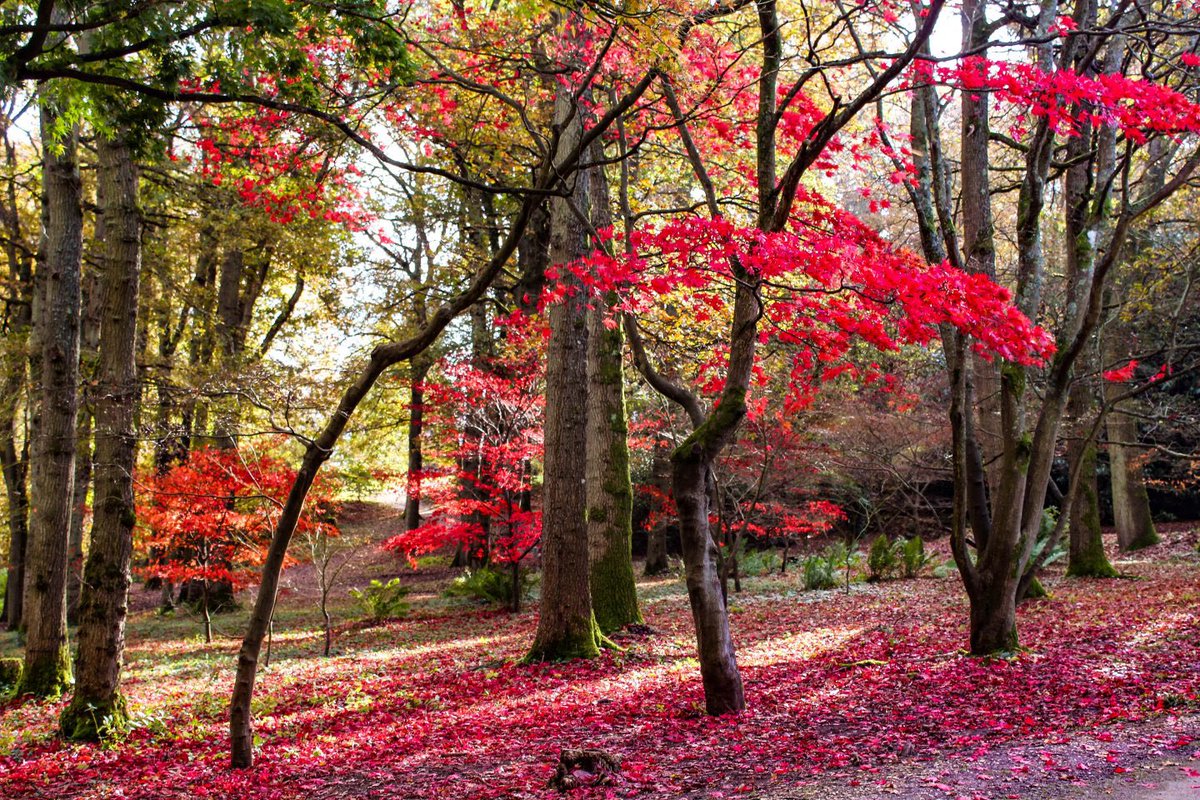ilandedhere's tweet photo. Finally made it to @WinkworthNT
Absolutely stunning scenery bursting with #Autumn colours
New post with lots of pics
https://t.co/tnnHgOHM0d
#Autumnwatch #autumncolours #landscapephotography #EveryoneNeedsNature #autumnfalls #autumnfalls #ilandedhere #travel @nationaltrust https://t.co/El0qLKr2QL