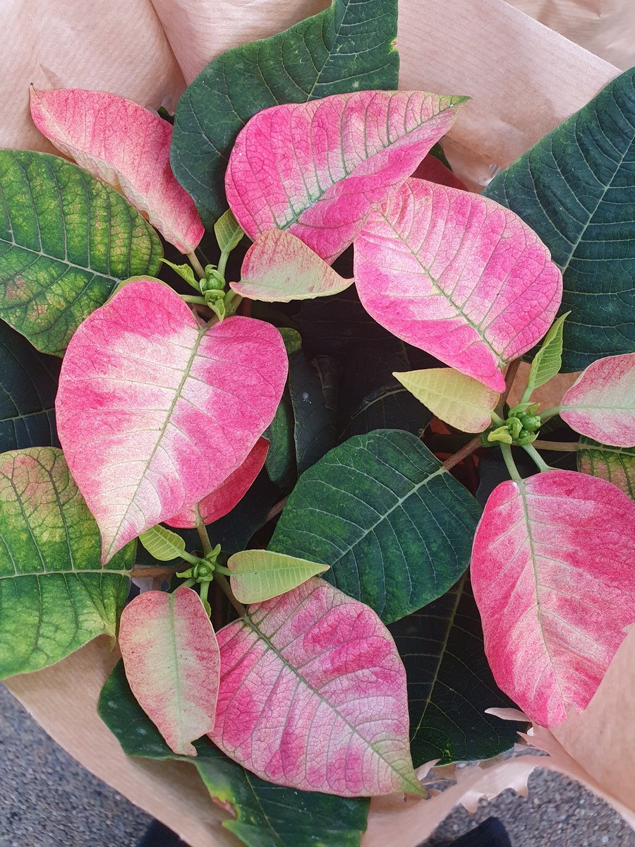 We have some lovely poinsettia in the plant house 🌺 🔎 Find us on the A149 near Stalham #poinsettia #poinsettias #poinsettiasforchristmas #poinsettiaseason #houseplants #indoorplantsdecor #indoorgardening #indoorgarden #potplant #potplants #christmaspoinsettia #christmasplant