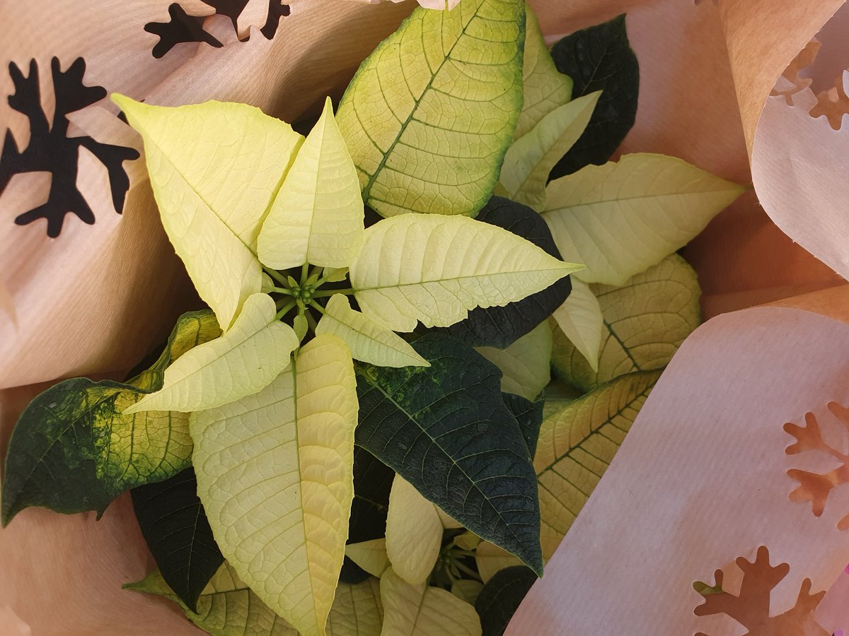 MealesCoffee's tweet photo. We have some lovely poinsettia in the plant house 🌺
🔎 Find us on the A149 near Stalham
#poinsettia #poinsettias #poinsettiasforchristmas #poinsettiaseason #houseplants #indoorplantsdecor #indoorgardening #indoorgarden #potplant #potplants #christmaspoinsettia #christmasplant https://t.co/FknL2gvnth