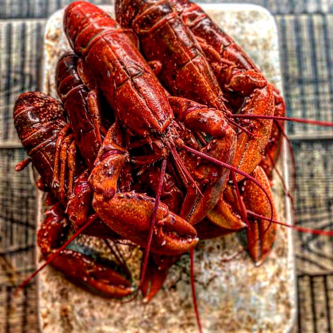 Lobster Wednesday 
It’s back £25
Whole Grilled 
Newhaven Lobster 
House Butter , Fries 
We would love to see you this Wednesday supporting our local business. 
A wee early Xmas Cracker ❤️🦞
#ondine #edinburgh #seafood #shellfish #lobster #edinburghfoodies